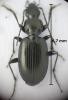 Agonum scitulum